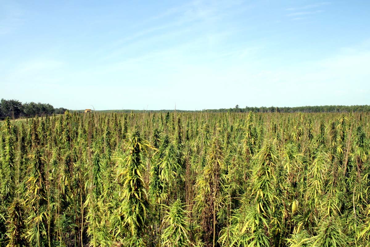 Manitoba Hemp Seed Oil Organic 8.4oz