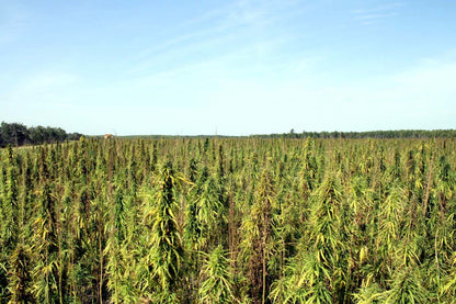 Manitoba Natural Hemp Seed Oil Organic 12oz